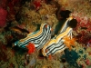 nudibranch-02
